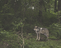 Wolf at the Wolf Conservation Center